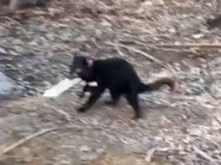 Waduh, Ada Tasmanian Devil Maling Cokelat