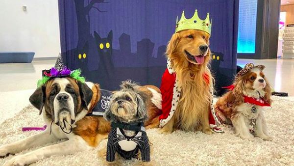 Foto: Gemas! Hewan-hewan Terapi di Bandara