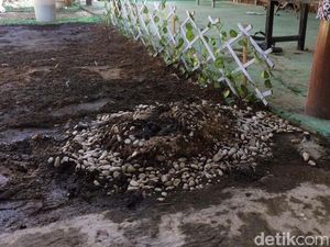 Hiii... Ada Makam di Kontrakan Raja Keraton Agung Sejagat Hiii... Ada Makam di Kontrakan Raja Keraton Agung Sejagat