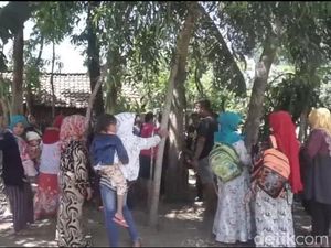 Warga Masih Berdatangan ke Lokasi Pohon Menangis di Jember