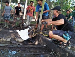 BKSDA Bali Lepas-Liarkan 14 Buaya Muara ke Taman Nasional Way Kambas