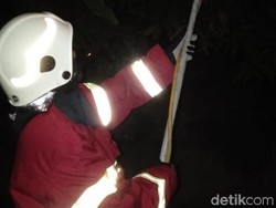 Empat Bulan, BPBD Lamongan Evakuasi 10 Sarang Tawon