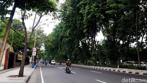 Potret Jalanan Kota Surabaya yang Asri dan Rimbun