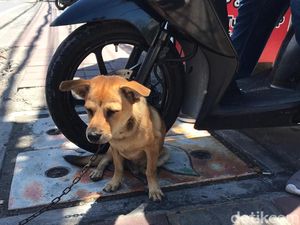 Viral Dua Pria Berboncengan Motor di Denpasar Tega Seret Anjing