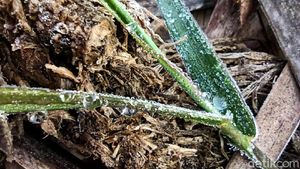 Fenomena Langka! Embun Es Selimuti Dieng di Awal Tahun
