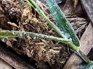 Fenomena Langka! Embun Es Selimuti Dieng di Awal Tahun Fenomena Langka! Embun Es Selimuti Dieng di Awal Tahun