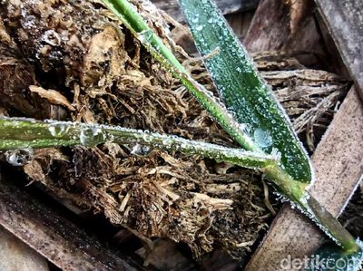Fenomena Langka! Embun Es Selimuti Dieng di Awal Tahun