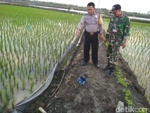 Lagi-lagi Petani Lamongan Tewas Tersetrum Jebakan Tikus di Sawahnya