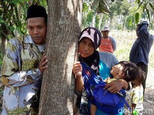 Didatangi Polisi, Pemilik Lahan Keberatan Pohon Menangis Ditebang Didatangi Polisi, Pemilik Lahan Keberatan Pohon Menangis Ditebang