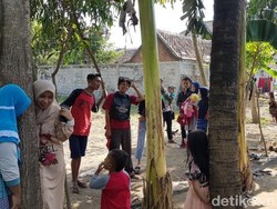 Pro Kontra Pohon Menangis di Jember, Ini Kesaksian Keluarga Pemilik Lahan