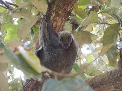 Potret: Pangandaran dan Cagar Alamnya yang Indah