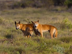 Berpose dengan Anjing Liar, Dua Warga Australia Didenda Puluhan Juta