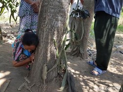 Fenomena Pohon Keluarkan Suara Tangis Anak Perempuan yang Hebohkan Jember