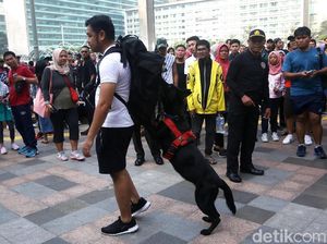 Aksi Anjing Pelacak Pamer Kemampuan Deteksi Bom di CFD
