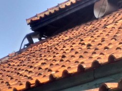 Petugas Cari Monyet Langka Surili di Cianjur yang Disangka Siluman