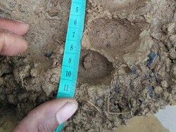 Harimau Terkam Ternak Warga di Lubuk Basung Sumbar