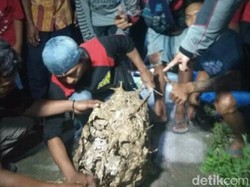 Hii! 104 Ular dan 92 Sarang Tawon di Sleman Dievakuasi Setahun Ini