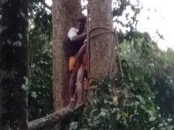 Digigit Semut Saat Tebang Kayu, Warga Aceh Meninggal