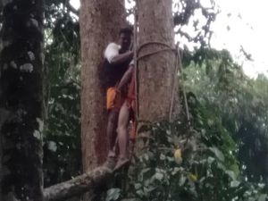 Digigit Semut Saat Tebang Kayu, Warga Aceh Meninggal Digigit Semut Saat Tebang Kayu, Warga Aceh Meninggal