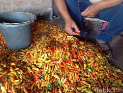 Musim Hujan dan Jumlah Produksi Turun Picu Harga Cabai di Kediri Naik