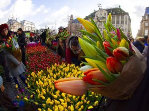 Foto: Cantiknya Warna-warni Bunga Tulip Bermekaran di Belanda