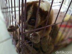 Takut Ditangkap, Warga Garut Serahkan 2 Ekor Kukang ke BKSDA