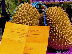 Di Pekalongan Ada Durian Nenek Moyang dari Pohon Usia Ratusan Tahun