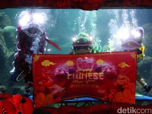 Foto: Tahun Baru Imlek, Ada Atraksi Barongsai di Bawah Air Foto: Tahun Baru Imlek, Ada Atraksi Barongsai di Bawah Air