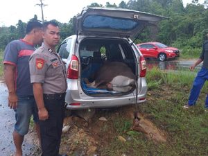 Mobil Angkut Sapi Curian Kecelakaan di Konawe Selatan, Sopir Kabur