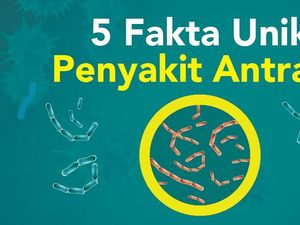 Tahan Lama dan Jadi Senjata, Ini Fakta Unik Penyakit Antraks