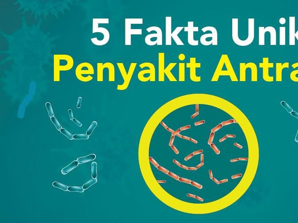 Tahan Lama dan Jadi Senjata, Ini Fakta Unik Penyakit Antraks Tahan Lama dan Jadi Senjata, Ini Fakta Unik Penyakit Antraks