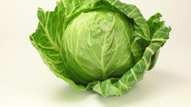 Cabbage