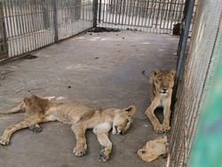 Viral Singa Kurus dan Kurang Gizi, Netizen Langsung Beraksi