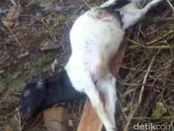 36 Kambing di Pacitan Mati Misterius, Hanya Tersisa Bangkai yang Terluka