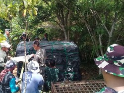 BKSDA Sumsel Evakuasi Harimau yang Masuk Perangkap di Muaraenim