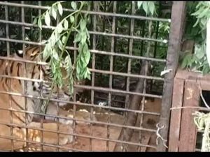 Harimau Masuk Perangkap di Muara Enim, Gubernur Sumsel Lega