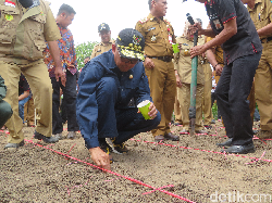 Kunker ke Soppeng, Gubernur Sulsel Tanam Jagung Bibit Indonesia-Jepang