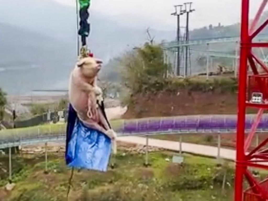 Atraksi Babi Bungee Jumping Bikin Taman Rekreasi Banjir Kritik