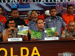 Sudah Ada sejak 8 Bulan Lalu, 5 Ha Ladang Ganja di Sumut Langsung Dimusnahkan