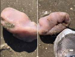 Ada Makhluk Aneh di Pantai Amerika, Katanya Babi Laut