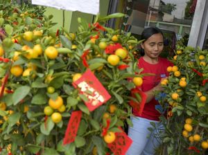 Pohon Jeruk Kim Kit Laris Manis Jelang Imlek Pohon Jeruk Kim Kit Laris Manis Jelang Imlek