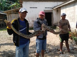 Video Ini Ular Sanca 3,6 Meter yang Diduga Makan Ternak Warga