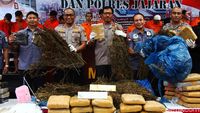 Ini Dia Ganja yang Diamankan dari 5 Hektare Ladang di Sumut