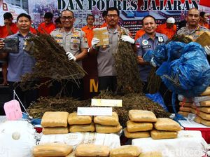 Ini Dia Ganja yang Diamankan dari 5 Hektare Ladang di Sumut