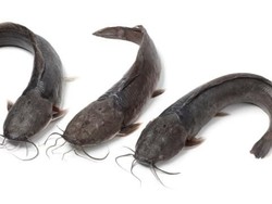 Kocaknya Kakak-Adik yang Ribut Gara-gara Ikan Lele