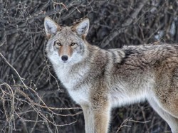 Tabrak Anjing Koyote, Pesawat Ini Terpaksa Putar Balik Tabrak Anjing Koyote, Pesawat Ini Terpaksa Putar Balik