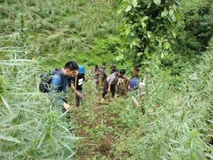 Seorang Polisi Terperosok ke Jurang Saat Bongkar 5 Ha Ladang Ganja di Sumut