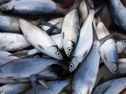 Geger Puluhan Ribu Ikan Salmon Mati di Kanada, Begini Penampakannya