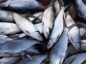 Geger Puluhan Ribu Ikan Salmon Mati di Kanada, Begini Penampakannya Geger Puluhan Ribu Ikan Salmon Mati di Kanada, Begini Penampakannya