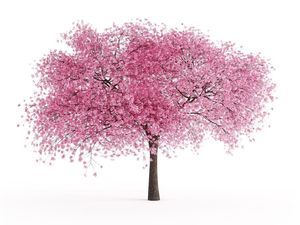 Tes Kepribadian: Dari 4 Gambar Pemandangan, Mana Paling Menarik?